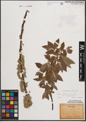 Foto von Salix cinerea L. x Salix viminalis L.